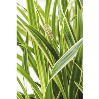 Ostrica biela panašovaná FloraSelf Carex oshimensis 'Everest' 5-30 cm kvetináč Ø 14 cm
