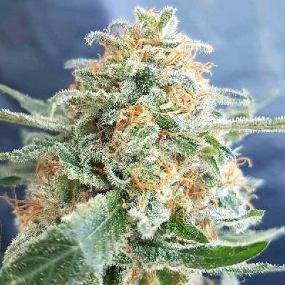 Freedom Of Seeds Hash Lover semena neobsahují THC 3 ks