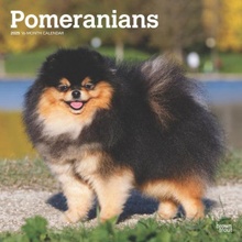 Pomeranians 12 X 24 Inch Monthly Square Wall Plastic-Free 2025