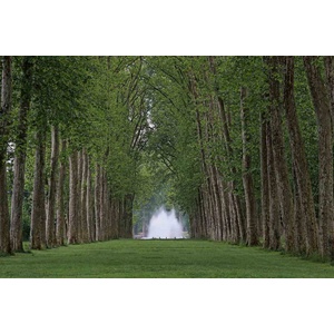 DIMEX ART Флизелинов фототапет версайски парк 375 x 250 см