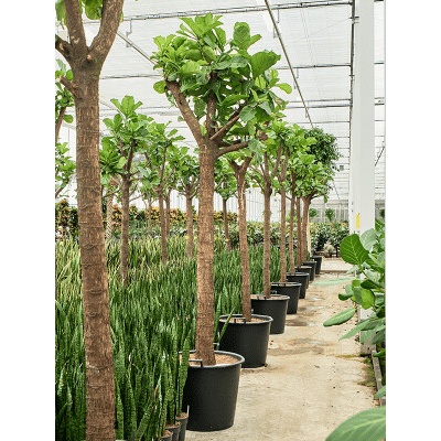 Ficus lyrata stem 60x300 cm