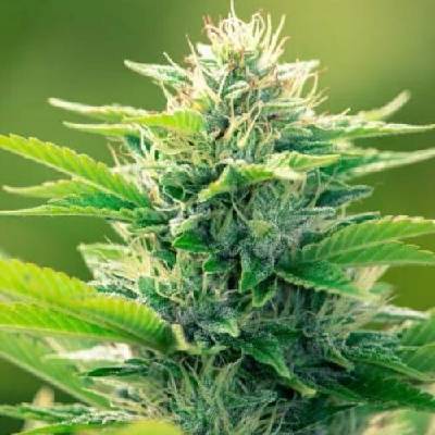 PowerStrains CBD Oil Maker semenana neobsahují THC 5 ks