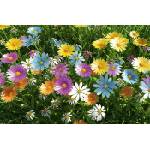 DIMEX ART Флизелинов фототапет пролет 375 x 250 см