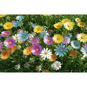 DIMEX ART Флизелинов фототапет пролет 375 x 250 см