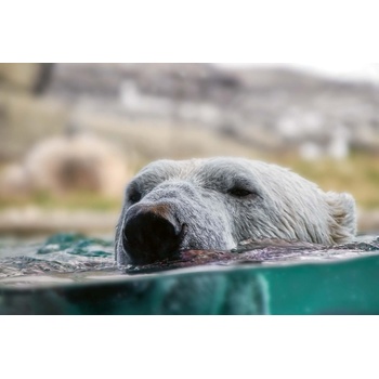 DIMEX ART s. r. o Флизелинов фототапет плуваща полярна мечка 375 x 250 см