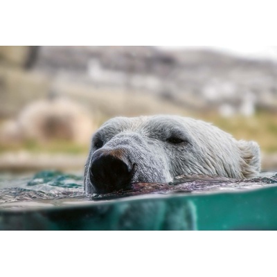 DIMEX ART Флизелинов фототапет плуваща полярна мечка 375 x 250 см