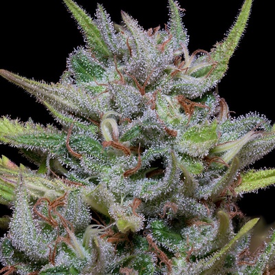 Big Head Seeds White Fire OG Kush semienka neobsahujú THC 10 ks