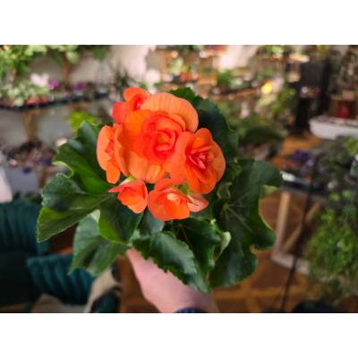 PlantBros flower Kvitnúca begónia Farba: Oranžová