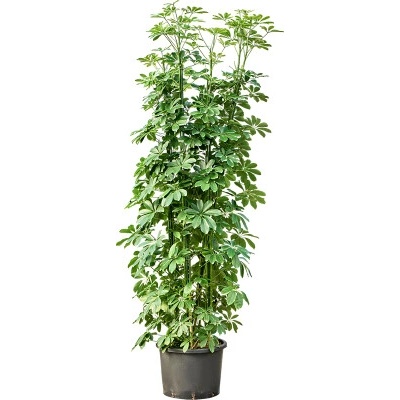 Schefflera arboricola compacta tuft 8pp 35/28 výška 180 cm