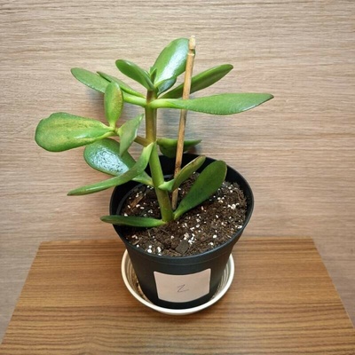 Crassula Ovata č2