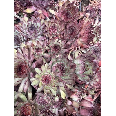 Sempervivum ZULU - netřesk
