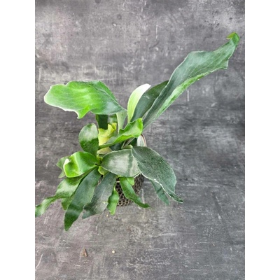 Platycerium Bifurcatum 12 cm (Parožnatka Kapradina)