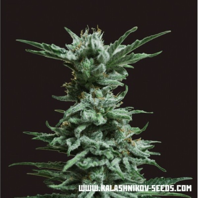 Kalashnikov Seeds AK Skunk semena neobsahují THC 10 ks