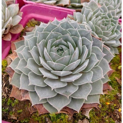 Skalnica Aquila - Sempervivum, kont. 0,5 l