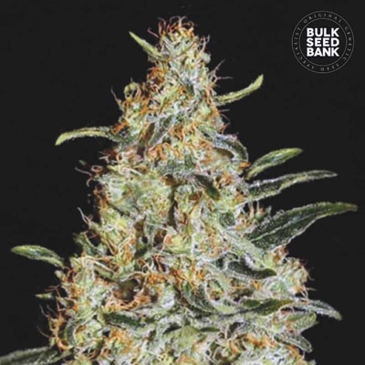 Bulk Seed Bank News Haze semienka neobsahujú THC 100 ks