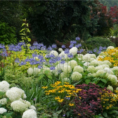 Trvalky pro skalky - semena - 0,5 g