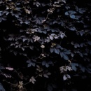 Vivid Flu - Michael Vallera LP