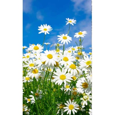 Dimex MS-2-0135 vliesová fototapeta rozměry 150 x 250 cm