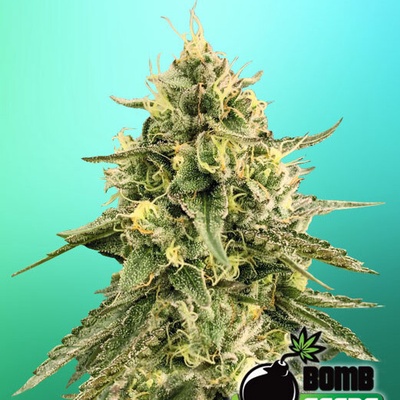 Bomb Seeds Monkey Bomb semienka neobsahujú THC 10 ks