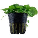 Hydrocotyle verticillata
