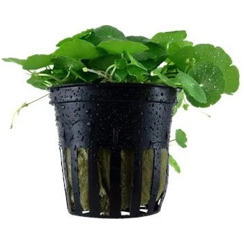 Hydrocotyle verticillata