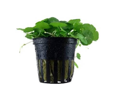 Hydrocotyle verticillata