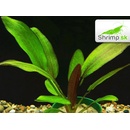 Echinodorus Devils Eye
