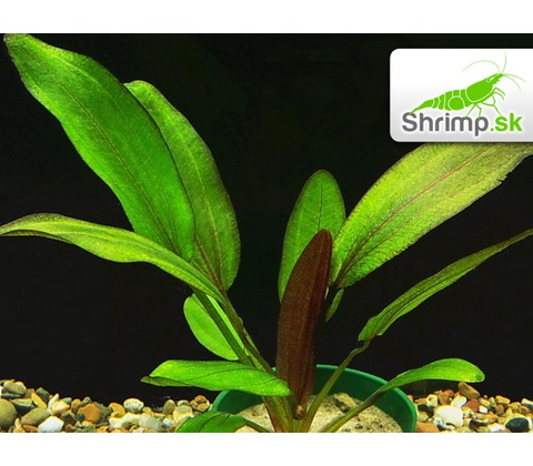 Echinodorus Devils Eye