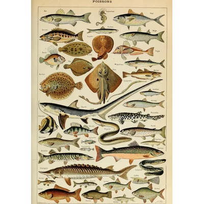 Grafika Ilustrácia z Larousse pour Tous Fish 1000 dielov