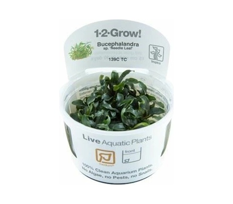 Bucephalandra sp. Needle Leaf