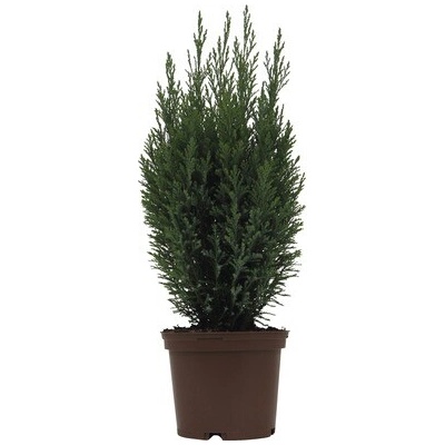 Cypruštek lawsonov Ellwoodii FloraSelf výška 20-30 cm kvetináč 2 l