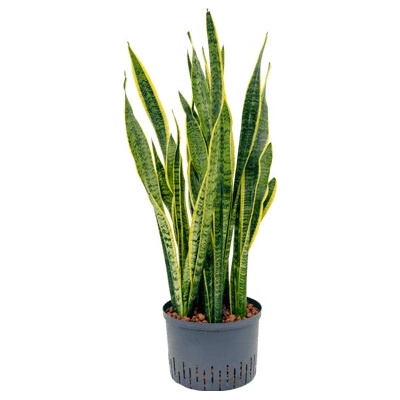 Sansevieria trifasciata laurentii Tuft 28/19 výška 90 cm