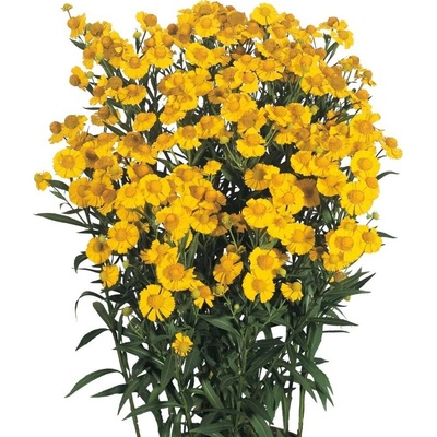 Helenium autumnale HELENA GOLD - záplevák