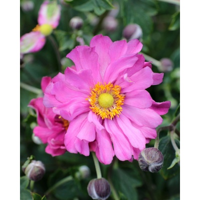 Anemone hupehensis MARGARETTE - sasanka, anemonka