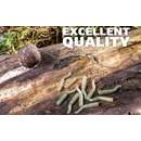 EXTRA CARP Line Aligner
