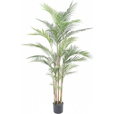 Areca palma, 150cm