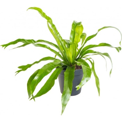 Sleziník, Asplenium antiquum, průměr květináče 12 cm