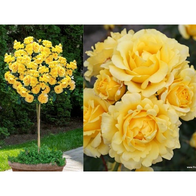 Ruža stromčeková Sunmaid na 50-60 cm kmienku, výška 80-100 cm, kvetináč 10 l