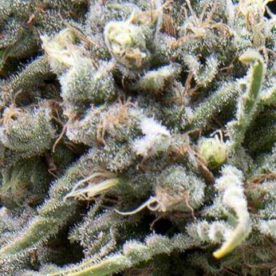 Pyramid Seeds Auto White Widow semienka neobsahujú THC 50 ks