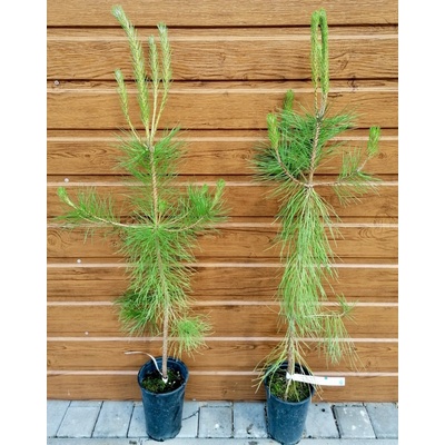 Borovica čierna (Pinus nigra) veľkosť 80-120cm