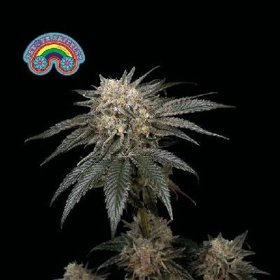 SEEDSMAN Peyote Zkittlez semena neobsahují THC 3 ks