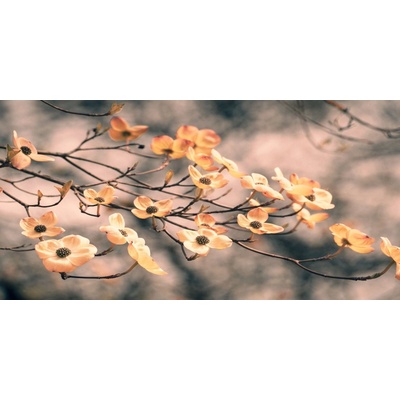 Bondecor Obraz, tlačené plátno Flora 50 x 100 cm
