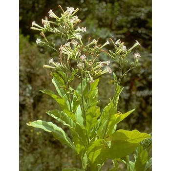 Salvia Paradise Tabák virginský - Nicotiana tabacum semena