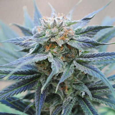 Kannabia Seeds Skunk semienka neobsahujú THC 10 ks