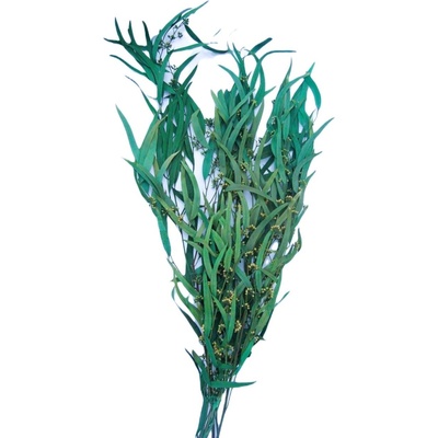 Eucalyptus willow stabilizovaný světle zelený
