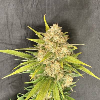 Pure Instinto Melon Gum semena neobsahují THC 3 ks