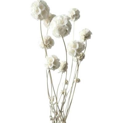 Stabilizovaná Scabiosa bělená svazek 10 květů