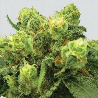 Nirvana Big Bud regular semienka neobsahujú THC 10 ks