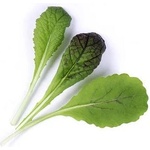 VÉritable (Франция) Пълнител (лингот) Red Giant Mustard Organic за настолна градина Véritable® - гигантска червена горчица (VLIN-J10-Mou01D)