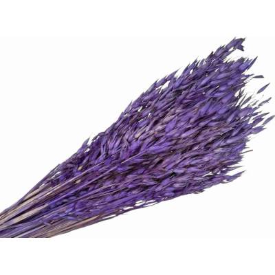 Sušený aranžérsky ovos - klasy 150g - bielené fialové